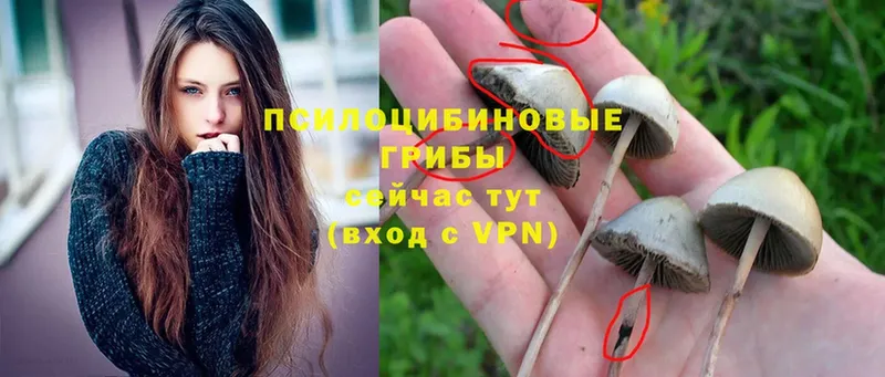 Галлюциногенные грибы Cubensis  ссылка на мегу вход  Бежецк 